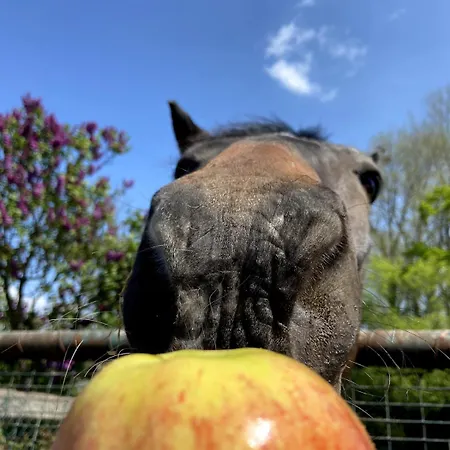 Kunst & Wohnen Auf Dem Bauernhof Daire Krefeld