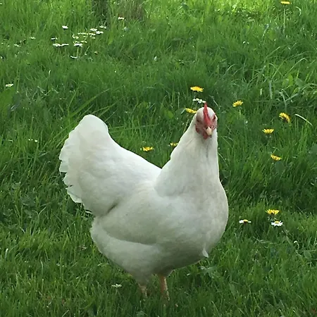 Daire Kunst & Wohnen Auf Dem Bauernhof *