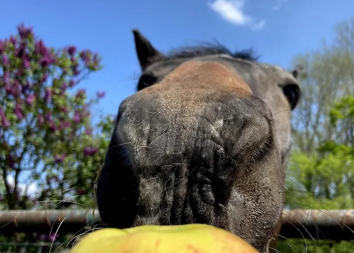 Kunst & Wohnen Auf Dem Bauernhof Lägenhet Krefeld