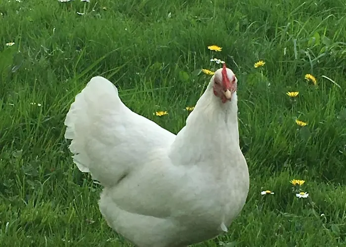 Lägenhet Kunst & Wohnen Auf Dem Bauernhof *